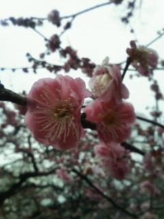 images/2009ume.JPG