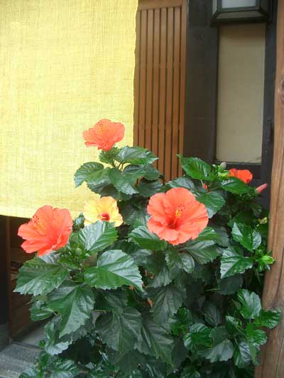 images/haibisukasu2.jpg