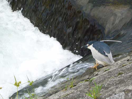 images/kamogawa1.jpg