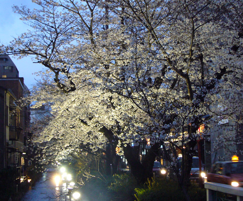 images/kiyamachi-sakura-2008.jpg