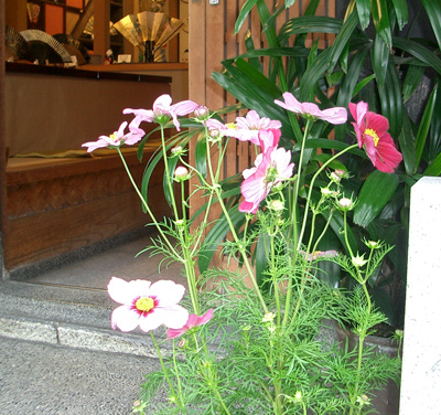 images/kosumosu.jpg
