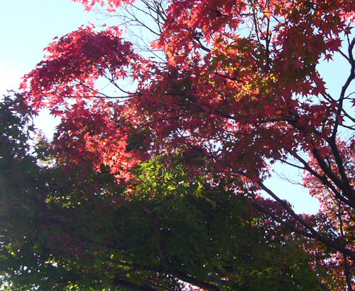 images/momiji.jpg