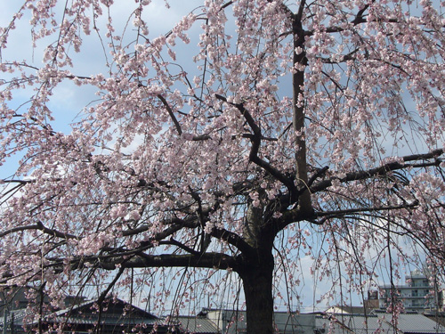 images/sakura.jpg