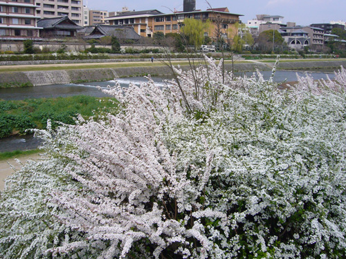 images/yukiyanagi2008.jpg